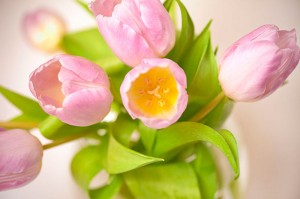 Fotooboi Cvety (113)